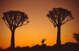 Kokerboom-Tree;Kokerboom-Trees;Quiver-Tree;Quiver-Trees;Keetmanshoop;southern-Namibia;Africa;African;bark;quivers;trees;africa;forest;forests;last-light;plant;plants;vegetation;nature;botany;sunset;sunsets;sky;dusk;twilight;tree;kokerboom;kokerbooms;quiver;quivers