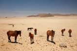 Africa;African;Aus;desert;desert-horse;desert-horses;deserts;dry;equestrian;feral-desert-horses;feral-horse;feral-horses;Garub;herd;herds;horse;horses;Namib-Desert;Namib-Naukluft-N.P.;Namib-Naukluft-National-Park;Namib-Naukluft-NP;Namib_Naukluft-N.P.;Namib_Naukluft-National-Park;Namib_Naukluft-NP;Namibia;Southern-Africa;Southern-Namiba;wild-desert-horses;wild-horse;wild-horses