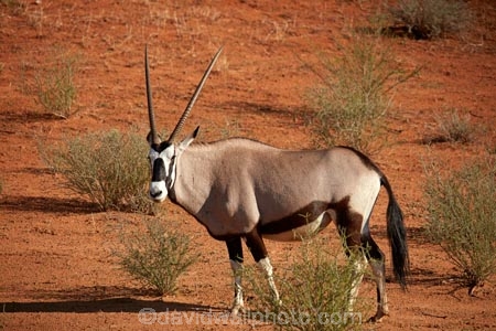 Africa;african;Animal;Animals;Antelope;Antelopes;arid;Botswana;desert;deserts;Gemsbok;Gemsbok-National-Park;gemsboks;horns;Kalahari-Desert;Kalahari-Gemsbok-N.P.;Kalahari-Gemsbok-National-Park;Kalahari-Gemsbok-NP;Kgalagadi;Kgalagadi-Park;Kgalagadi-Transfrontier-Park;Mammal;Mammals;national-park;national-parks;natural;Nature;Oryx;Oryx-gazella;oryxes;oryxs;park;parks;remote;remoteness;Republic-of-South-Africa;reserve;reserves;safari;safaris;South-Africa;South-African-Republic;Southern-Africa;Wild;wilderness;Wildlife