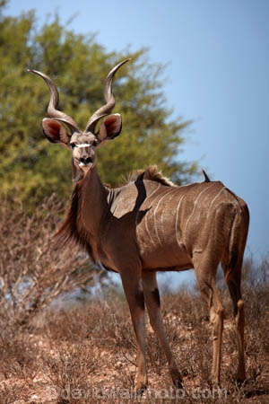 Africa;African;African-animals;African-wildlife;animal;animals;antelope;antelopes;Botswana;desert;deserts;game-drive;game-park;game-parks;game-reserve;game-reserves;game-viewing;Gemsbok-National-Park;Greater-kudu;Greater-kudus;Kalahari-Desert;Kalahari-Gemsbok-N.P.;Kalahari-Gemsbok-National-Park;Kalahari-Gemsbok-NP;Kgalagadi;Kgalagadi-Park;Kgalagadi-Transfrontier-Park;kudu;kudus;male;male-greater-kudu;male-greater-kudus;male-kudu;male-kudus;males;mammal;mammals;national-park;national-parks;natural;nature;park;parks;Republic-of-South-Africa;reserve;reserves;safari;safaris;South-Africa;South-African-Republic;Southern-Africa;Tragelaphus-strepsiceros;wild;wilderness;wildlife;wildlife-park;wildlife-parks;wildlife-reserve;wildlife-reserves