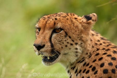 Acinonyx-jubatus;Africa;African;African-animals;African-wildlife;animal;animals;carnivore;carnivores;cat;cats;Cheetah;Cheetahs;fast;feline;game-drive;game-park;game-parks;game-reserve;game-reserves;game-viewing;Great-Limpopo-Transfrontier-Park;hunter;hunters;Kruger;Kruger-N.P.;Kruger-National-Park;Kruger-NP;Kruger-reserve;Kruger-to-Canyons-Biosphere;mammal;mammals;national-park;national-parks;natural;nature;predator;predators;Republic-of-South-Africa;reserve;reserves;safari;safaris;South-Africa;South-African-Republic;Southern-Africa;spot;spots;spotted;wild;wilderness;wildlife;wildlife-park;wildlife-parks;wildlife-reserve;wildlife-reserves