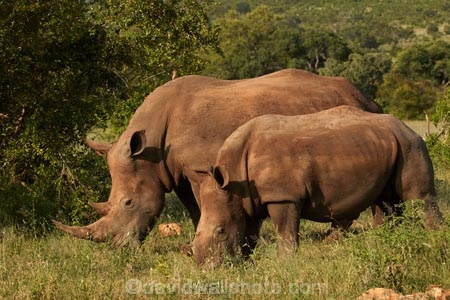 Africa;African;African-animals;African-wildlife;animal;animals;calf;calfs;calves;Ceratotherium-simum;Ceratotherium-simum-simum;cow;cows;endangered;endangered-species;endangered-wildlife;game-drive;game-park;game-parks;game-reserve;game-reserves;game-viewing;Great-Limpopo-Transfrontier-Park;horn;horns;Kruger;Kruger-N.P.;Kruger-National-Park;Kruger-NP;Kruger-reserve;Kruger-to-Canyons-Biosphere;mammal;mammals;national-park;national-parks;natural;nature;Republic-of-South-Africa;reserve;reserves;rhino;rhino-horn;rhinoceros;rhinoceroses;rhinos;safari;safaris;South-Africa;South-African-Republic;Southern-Africa;southern-square_lipped-rhinoceros;southern-square_lipped-rhinoceroses;southern-white-rhinoceros;southern-white-rhinoceroses;square_lipped-rhinoceros;square_lipped-rhinoceroses;threatened;threatened-species;threatened-wildlife;white-rhino;white-rhinoceros;white-rhinos;wild;wilderness;wildlife;wildlife-park;wildlife-parks;wildlife-reserve;wildlife-reserves