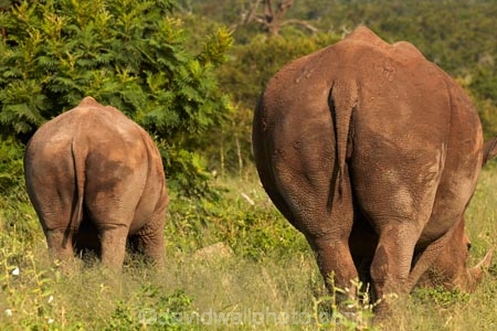 Africa;African;African-animals;African-wildlife;animal;animals;calf;calfs;calves;Ceratotherium-simum;Ceratotherium-simum-simum;cow;cows;endangered;endangered-species;endangered-wildlife;game-drive;game-park;game-parks;game-reserve;game-reserves;game-viewing;Great-Limpopo-Transfrontier-Park;Kruger;Kruger-N.P.;Kruger-National-Park;Kruger-NP;Kruger-reserve;Kruger-to-Canyons-Biosphere;mammal;mammals;national-park;national-parks;natural;nature;Republic-of-South-Africa;reserve;reserves;rhino;rhinoceros;rhinoceroses;rhinos;safari;safaris;South-Africa;South-African-Republic;Southern-Africa;southern-square_lipped-rhinoceros;southern-square_lipped-rhinoceroses;southern-white-rhinoceros;southern-white-rhinoceroses;square_lipped-rhinoceros;square_lipped-rhinoceroses;tail;tails;threatened;threatened-species;threatened-wildlife;white-rhino;white-rhinoceros;white-rhinos;wild;wilderness;wildlife;wildlife-park;wildlife-parks;wildlife-reserve;wildlife-reserves