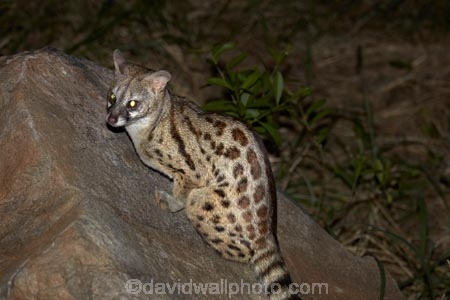 Africa;African;African-animals;African-wildlife;animal;animals;Cape-genet;Cape-genets;carnivore;carnivores;dark;evening;game-drive;game-drives;game-park;game-parks;game-reserve;game-reserves;game-viewing;genet;genets;Genetta-tigrina;Great-Limpopo-Transfrontier-Park;Kruger;Kruger-N.P.;Kruger-National-Park;Kruger-NP;Kruger-reserve;Kruger-to-Canyons-Biosphere;large-spotted-genet;large-spotted-genets;large_spotted-genet;large_spotted-genets;mammal;mammals;national-park;national-parks;natural;nature;night;night-drive;night-drives;night-game-drive;night-game-drives;night-time;night_time;nightfall;nocturnal;nocturnal-animals;predator;predators;Republic-of-South-Africa;reserve;reserves;safari;safaris;South-Africa;South-African;South-African-large_spotted-genet;South-African-Republic;Southern-Africa;spot_light;spot_lighting;spotlight;spotlighting;wild;wilderness;wildlife;wildlife-park;wildlife-parks;wildlife-reserve;wildlife-reserves