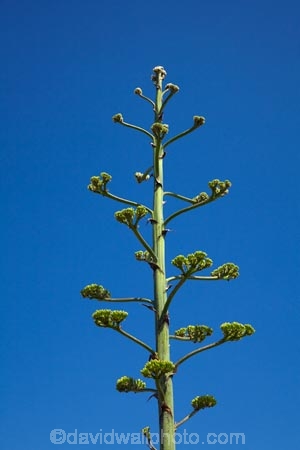 Africa;Agave-sisalana;Cape-Town;island;islands;prison-island;Robben-Island;Robbeneiland;S.A.;sisal;sisal-flower;sisal-flowers;sisal-plant;sisal-plants;South-Africa;Southern-Africa;Sth-Africa;Table-Bay;Western-Cape;Western-Cape-Province