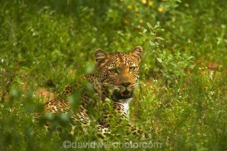 Africa;African-animals;African-wildlife;animal;animals;carnivore;carnivores;cat;cats;feline;game-drive;game-park;game-parks;game-reserve;game-reserves;game-viewing;grass;Great-Limpopo-Transfrontier-Park;hide;hiding;hiding-in-long-grass;hunter;hunters;Kruger;Kruger-N.P.;Kruger-National-Park;Kruger-NP;Kruger-reserve;Kruger-to-Canyons-Biosphere;leopard;leopards;long-grass;mammal;mammals;national-park;national-parks;natural;nature;Panthera-pardus;predator;predators;Republic-of-South-Africa;reserve;reserves;rosette;rosettes;South-Africa;South-African-Republic;Southern-Africa;spot;spots;spotted;spotted-cat;spotted-cats;wild;wilderness;wildlife;wildlife-park;wildlife-parks;wildlife-reserve;wildlife-reserves