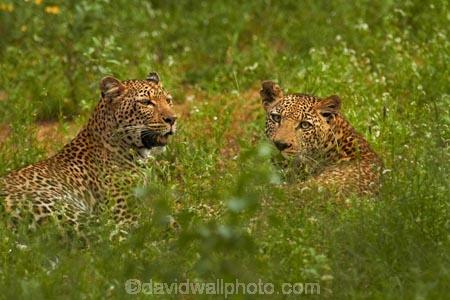 Africa;African-animals;African-wildlife;animal;animals;carnivore;carnivores;cat;cats;couple;couples;feline;game-drive;game-park;game-parks;game-reserve;game-reserves;game-viewing;grass;Great-Limpopo-Transfrontier-Park;hide;hiding;hiding-in-long-grass;hunter;hunters;Kruger;Kruger-N.P.;Kruger-National-Park;Kruger-NP;Kruger-reserve;Kruger-to-Canyons-Biosphere;leopard;leopards;long-grass;mammal;mammals;national-park;national-parks;natural;nature;pair;pairs;Panthera-pardus;predator;predators;Republic-of-South-Africa;reserve;reserves;rosette;rosettes;South-Africa;South-African-Republic;Southern-Africa;spot;spots;spotted;spotted-cat;spotted-cats;two;wild;wilderness;wildlife;wildlife-park;wildlife-parks;wildlife-reserve;wildlife-reserves