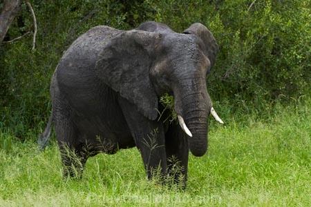 Africa;African-animals;African-bush-elephant;African-bush-elephants;African-elephant;African-elephants;African-wildlife;animal;animals;elephant;elephants;game-drive;game-park;game-parks;game-reserve;game-reserves;game-viewing;Great-Limpopo-Transfrontier-Park;Kruger;Kruger-N.P.;Kruger-National-Park;Kruger-NP;Kruger-reserve;Kruger-to-Canyons-Biosphere;Loxodonta-africana;mammal;mammals;national-park;national-parks;natural;nature;pachyderm;pachyderms;Republic-of-South-Africa;reserve;reserves;South-Africa;South-African-Republic;Southern-Africa;tusk;tusks;wild;wilderness;wildlife;wildlife-park;wildlife-parks;wildlife-reserve;wildlife-reserves