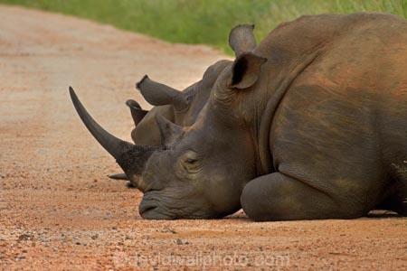 Africa;African;African-animals;African-wildlife;animal;animals;Ceratotherium-simum;Ceratotherium-simum-simum;crash;endangered-wildlife;game-drive;game-park;game-parks;game-reserve;game-reserves;game-viewing;Great-Limpopo-Transfrontier-Park;herd;herds;Kruger;Kruger-N.P.;Kruger-National-Park;Kruger-NP;Kruger-reserve;Kruger-to-Canyons-Biosphere;mammal;mammals;national-park;national-parks;natural;nature;Republic-of-South-Africa;reserve;reserves;rhino;rhinoceros;rhinoceroses;rhinocerotes;rhinos;South-Africa;South-African-Republic;Southern-Africa;southern-square_lipped-rhinoceros;southern-square_lipped-rhinoceroses;southern-white-rhinoceros;southern-white-rhinoceroses;square_lipped-rhinoceros;square_lipped-rhinoceroses;threatened-wildlife;white-rhino;white-rhinoceros;white-rhinos;wild;wilderness;wildlife;wildlife-park;wildlife-parks;wildlife-reserve;wildlife-reserves