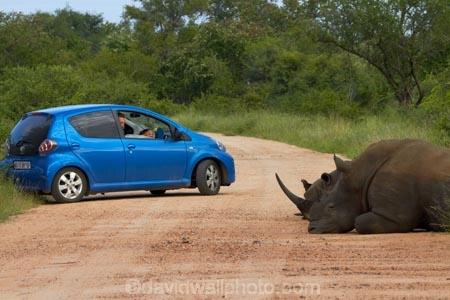 Africa;African;African-animals;African-wildlife;animal;animals;blue-car;blue-cars;car;cars;Ceratotherium-simum;Ceratotherium-simum-simum;crash;endangered-wildlife;game-drive;game-drives;game-park;game-parks;game-reserve;game-reserves;game-viewing;Great-Limpopo-Transfrontier-Park;herd;herds;Kruger;Kruger-N.P.;Kruger-National-Park;Kruger-NP;Kruger-reserve;Kruger-to-Canyons-Biosphere;mammal;mammals;national-park;national-parks;natural;nature;Republic-of-South-Africa;reserve;reserves;rhino;rhinoceros;rhinoceroses;rhinocerotes;rhinos;South-Africa;South-African-Republic;Southern-Africa;southern-square_lipped-rhinoceros;southern-square_lipped-rhinoceroses;southern-white-rhinoceros;southern-white-rhinoceroses;square_lipped-rhinoceros;square_lipped-rhinoceroses;threatened-wildlife;Toyota;Toyota-Aygo;Toyotas;white-rhino;white-rhinoceros;white-rhinos;wild;wilderness;wildlife;wildlife-park;wildlife-parks;wildlife-reserve;wildlife-reserves