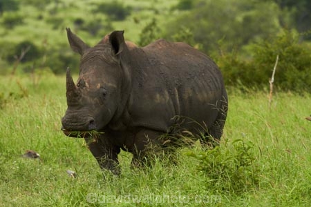 Africa;African;African-animals;African-wildlife;animal;animals;Ceratotherium-simum;Ceratotherium-simum-simum;endangered-wildlife;game-park;game-parks;game-reserve;game-reserves;Great-Limpopo-Transfrontier-Park;Kruger;Kruger-N.P.;Kruger-National-Park;Kruger-NP;Kruger-reserve;Kruger-to-Canyons-Biosphere;mammal;mammals;national-park;national-parks;Republic-of-South-Africa;rhino;rhinoceros;rhinoceroses;rhinocerotes;rhinos;South-Africa;South-African-Republic;Southern-Africa;southern-square_lipped-rhinoceros;southern-square_lipped-rhinoceroses;southern-white-rhinoceros;southern-white-rhinoceroses;square_lipped-rhinoceros;square_lipped-rhinoceroses;threatened-wildlife;white-rhino;white-rhinoceros;white-rhinos;wildlife;wildlife-park;wildlife-parks;wildlife-reserve;wildlife-reserves
