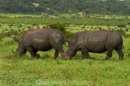 Africa;African;African-animals;African-wildlife;animal;animals;Ceratotherium-simum;Ceratotherium-simum-simum;endangered-wildlife;game-park;game-parks;game-reserve;game-reserves;Great-Limpopo-Transfrontier-Park;Kruger;Kruger-N.P.;Kruger-National-Park;Kruger-NP;Kruger-reserve;Kruger-to-Canyons-Biosphere;mammal;mammals;national-park;national-parks;Republic-of-South-Africa;rhino;rhinoceros;rhinoceroses;rhinocerotes;rhinos;South-Africa;South-African-Republic;Southern-Africa;southern-square_lipped-rhinoceros;southern-square_lipped-rhinoceroses;southern-white-rhinoceros;southern-white-rhinoceroses;square_lipped-rhinoceros;square_lipped-rhinoceroses;threatened-wildlife;white-rhino;white-rhinoceros;white-rhinos;wildlife;wildlife-park;wildlife-parks;wildlife-reserve;wildlife-reserves