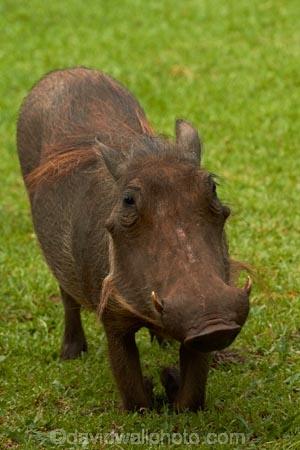 Africa;African-animals;African-wildlife;animal;animals;Common-Warthog;Common-Warthogs;game-drive;game-park;game-parks;game-reserve;game-reserves;game-viewing;Great-Limpopo-Transfrontier-Park;kneel;kneeling;Kruger;Kruger-N.P.;Kruger-National-Park;Kruger-NP;Kruger-reserve;Kruger-to-Canyons-Biosphere;mammal;mammals;national-park;national-parks;natural;nature;Phacochoerus-africanus;Phacochoerus-africanus-sundevallii;Republic-of-South-Africa;reserve;reserves;South-Africa;South-African-Republic;Southern-Africa;Southern-Warthog;Warthog;Warthogs;wild;wilderness;wildlife;wildlife-park;wildlife-parks;wildlife-reserve;wildlife-reserves