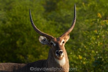 Africa;African-animals;African-wildlife;animal;animals;antelope;antelopes;common-waterbuck;common-waterbucks;ellipsen-waterbuck;ellipsen-waterbucks;game-drive;game-park;game-parks;game-reserve;game-reserves;game-viewing;Great-Limpopo-Transfrontier-Park;horn;horns;Kobus-ellipsiprymnus;Kobus-ellipsiprymnus-ellipsiprymnus;Kruger;Kruger-N.P.;Kruger-National-Park;Kruger-NP;Kruger-reserve;Kruger-to-Canyons-Biosphere;male;male-waterbuck;male-waterbucks;males;mammal;mammals;national-park;national-parks;natural;nature;Republic-of-South-Africa;reserve;reserves;South-Africa;South-African-Republic;Southern-Africa;water-buck;water-bucks;Waterbick;waterbuck;waterbucks;wild;wilderness;wildlife;wildlife-park;wildlife-parks;wildlife-reserve;wildlife-reserves