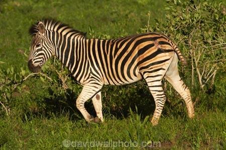 Africa;African-animals;African-wildlife;animal;animals;Burchells-zebra;Burchells-zebra;Equus-quagga;Equus-quagga-burchellii;game-drive;game-park;game-parks;game-reserve;game-reserves;game-viewing;Great-Limpopo-Transfrontier-Park;Kruger;Kruger-N.P.;Kruger-National-Park;Kruger-NP;Kruger-reserve;Kruger-to-Canyons-Biosphere;mammal;mammals;national-park;national-parks;natural;nature;Plains-zebra;Plains-zebras;Republic-of-South-Africa;reserve;reserves;South-Africa;South-African-Republic;Southern-Africa;wild;wilderness;wildlife;wildlife-park;wildlife-parks;wildlife-reserve;wildlife-reserves;Zebra;zebras