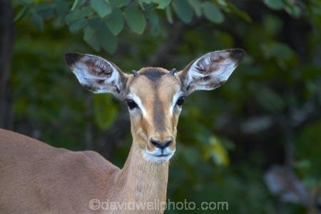 Aepyceros-melampus;Aepyceros-melampus-melampus;Africa;African-animals;African-wildlife;animal;animals;antelope;antelopes;game-drive;game-park;game-parks;game-reserve;game-reserves;game-viewing;Great-Limpopo-Transfrontier-Park;impala;impalas;juvenile;juveniles;Kruger;Kruger-N.P.;Kruger-National-Park;Kruger-NP;Kruger-reserve;Kruger-to-Canyons-Biosphere;male;male-impala;male-impalas;males;mammal;mammals;national-park;national-parks;natural;nature;Republic-of-South-Africa;reserve;reserves;South-Africa;South-African-Republic;Southern-Africa;wild;wilderness;wildlife;wildlife-park;wildlife-parks;wildlife-reserve;wildlife-reserves;young-impala;young-impalas