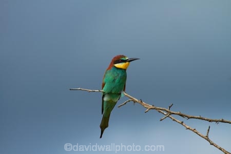 Africa;African;African-animals;African-wildlife;Animal;animals;avian;bee_eater;bee_eaters;bird;bird-spotting;bird-watching;bird_watching;birds;eco-tourism;eco_tourism;ecotourism;European-Bee-eater;European-Bee-eaters;European-Bee_eater;European-Bee_eaters;Fauna;game-park;game-parks;game-reserve;game-reserves;Great-Limpopo-Transfrontier-Park;Kruger;Kruger-N.P.;Kruger-National-Park;Kruger-NP;Kruger-reserve;Kruger-to-Canyons-Biosphere;Meropidae;Merops-apiaster;national-park;national-parks;Natural;Nature;Ornithology;passerine-bird;Republic-of-South-Africa;South-Africa;South-African-Republic;Southern-Africa;wild;wildlife;wildlife-park;wildlife-parks;wildlife-reserve;wildlife-reserves