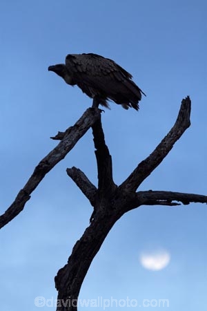 Africa;Animal;animals;avian;bird;bird-spotting;bird-watching;bird_watching;birds;eco-tourism;eco_tourism;ecotourism;Fauna;game-park;game-parks;game-reserve;game-reserves;Great-Limpopo-Transfrontier-Park;Kruger;Kruger-N.P.;Kruger-National-Park;Kruger-NP;Kruger-reserve;Kruger-to-Canyons-Biosphere;moon;moons;national-park;national-parks;Natural;Nature;Ornithology;Republic-of-South-Africa;scavenger;scavengers;silhouette;silhouettes;South-Africa;South-African-Republic;Southern-Africa;vulture;vultures;wild;wildlife;wildlife-park;wildlife-parks;wildlife-reserve;wildlife-reserves