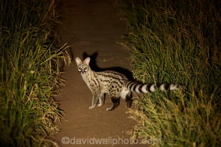 Africa;African;African-animals;African-wildlife;animal;animals;Cape-genet;Cape-genets;carnivore;carnivores;dark;evening;game-drive;game-drives;game-park;game-parks;game-reserve;game-reserves;game-viewing;genet;genets;Genetta-tigrina;Great-Limpopo-Transfrontier-Park;Kruger;Kruger-N.P.;Kruger-National-Park;Kruger-NP;Kruger-reserve;Kruger-to-Canyons-Biosphere;large-spotted-genet;large-spotted-genets;large_spotted-genet;large_spotted-genets;mammal;mammals;national-park;national-parks;natural;nature;night;night-drive;night-drives;night-game-drive;night-game-drives;night-time;night_time;nightfall;nocturnal;nocturnal-animals;predator;predators;Republic-of-South-Africa;reserve;reserves;safari;safaris;South-Africa;South-African;South-African-large_spotted-genet;South-African-Republic;Southern-Africa;spot_light;spot_lighting;spotlight;spotlighting;wild;wilderness;wildlife;wildlife-park;wildlife-parks;wildlife-reserve;wildlife-reserves