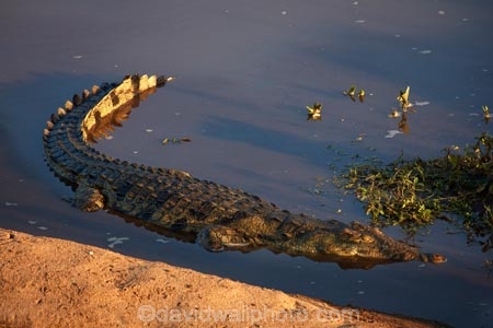 Africa;African-animals;African-wildlife;animal;animals;croc;crocodile;crocodiles;Crocodylus-niloticus;crocs;game-drive;game-park;game-parks;game-reserve;game-reserves;game-viewing;Great-Limpopo-Transfrontier-Park;Kruger;Kruger-N.P.;Kruger-National-Park;Kruger-NP;Kruger-reserve;Kruger-to-Canyons-Biosphere;Letaba-River;national-park;national-parks;natural;nature;Nile-crocodile;Nile-crocodiles;reptile;reptiles;Republic-of-South-Africa;reserve;reserves;river;rivers;safari;safaris;South-Africa;South-African-Republic;Southern-Africa;wild;wilderness;wildlife;wildlife-park;wildlife-parks;wildlife-reserve;wildlife-reserves