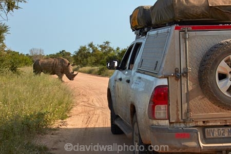 4wd;4wds;4wds;4x4;4x4s;4x4s;Africa;African;African-animals;African-wildlife;animal;animals;Ceratotherium-simum;Ceratotherium-simum-simum;endangered;endangered-species;endangered-wildlife;four-by-four;four-by-fours;four-wheel-drive;four-wheel-drives;game-drive;game-park;game-parks;game-reserve;game-reserves;game-viewing;Great-Limpopo-Transfrontier-Park;Kruger;Kruger-N.P.;Kruger-National-Park;Kruger-NP;Kruger-reserve;Kruger-to-Canyons-Biosphere;mammal;mammals;national-park;national-parks;natural;nature;Republic-of-South-Africa;reserve;reserves;rhino;rhinoceros;rhinoceroses;rhinos;safari;safaris;South-Africa;South-African-Republic;Southern-Africa;southern-square_lipped-rhinoceros;southern-square_lipped-rhinoceroses;southern-white-rhinoceros;southern-white-rhinoceroses;sports-utility-vehicle;sports-utility-vehicles;square_lipped-rhinoceros;square_lipped-rhinoceroses;suv;suvs;threatened;threatened-species;threatened-wildlife;vehicle;vehicles;white-rhino;white-rhinoceros;white-rhinos;wild;wilderness;wildlife;wildlife-park;wildlife-parks;wildlife-reserve;wildlife-reserves