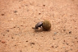 Africa;African;animal;animals;beetle;beetles;Botswana;desert;deserts;Dung-beetle;Dung-beetles;game-park;game-parks;game-reserve;game-reserves;Gemsbok-National-Park;insect;insects;invertebrate;invertebrates;Kalahari-Desert;Kalahari-Gemsbok-N.P.;Kalahari-Gemsbok-National-Park;Kalahari-Gemsbok-NP;Kgalagadi;Kgalagadi-Park;Kgalagadi-Transfrontier-Park;mammal;mammals;national-park;national-parks;park;parks;Republic-of-South-Africa;safari;safaris;Scarabaeoidea;South-Africa;South-African-Republic;Southern-Africa;wilderness;wildlife;wildlife-park;wildlife-parks;wildlife-reserve;wildlife-reserves