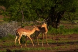 Aepyceros-melampus;Aepyceros-melampus-melampus;Africa;African-animals;African-wildlife;animal;animals;antelope;antelopes;fight;fighting;fights;game-drive;game-park;game-parks;game-reserve;game-reserves;game-viewing;Great-Limpopo-Transfrontier-Park;impala;impalas;Kruger;Kruger-N.P.;Kruger-National-Park;Kruger-NP;Kruger-reserve;Kruger-to-Canyons-Biosphere;male;male-impala;male-impalas;males;mammal;mammals;national-park;national-parks;natural;nature;Republic-of-South-Africa;reserve;reserves;South-Africa;South-African-Republic;Southern-Africa;spar;sparring;wild;wilderness;wildlife;wildlife-park;wildlife-parks;wildlife-reserve;wildlife-reserves