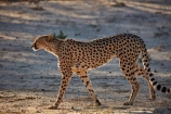 Acinonyx-jubatus;Africa;animal;animals;Botswana;carnivore;carnivores;cat;cats;Cheetah;Cheetahs;desert;deserts;feline;game-drive;game-viewing;Gemsbok-National-Park;hunter;hunters;Kalahari-Desert;Kalahari-Gemsbok-N.P.;Kalahari-Gemsbok-National-Park;Kalahari-Gemsbok-NP;Kgalagadi;Kgalagadi-Park;Kgalagadi-Transfrontier-Park;mammal;mammals;national-park;national-parks;natural;nature;park;parks;predator;predators;Republic-of-South-Africa;reserve;reserves;safari;safaris;South-Africa;South-African-Republic;Southern-Africa;spot;spots;spotted;wild;wilderness;wildlife
