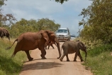4x4;Africa;African;African-animals;African-bush-elephant;African-bush-elephants;African-elephant;African-elephants;African-wildlife;animal;animals;babies;baby;calf;calfs;calves;car;cars;crossing;danger;dangerous;elephant;elephants;game-drive;game-park;game-parks;game-reserve;game-reserves;game-viewing;Great-Limpopo-Transfrontier-Park;Kruger;Kruger-N.P.;Kruger-National-Park;Kruger-NP;Kruger-reserve;Kruger-to-Canyons-Biosphere;Loxodonta-africana;mammal;mammals;national-park;national-parks;natural;nature;pachyderm;pachyderms;Republic-of-South-Africa;reserve;reserves;road;road-block;road-blocks;roads;safari;safaris;South-Africa;South-African-Republic;Southern-Africa;traffic;tusk;tusks;wild;wilderness;wildlife;wildlife-park;wildlife-parks;wildlife-reserve;wildlife-reserves
