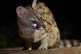 Africa;African;African-animals;African-wildlife;animal;animals;Cape-genet;Cape-genets;carnivore;carnivores;dark;evening;game-drive;game-drives;game-park;game-parks;game-reserve;game-reserves;game-viewing;genet;genets;Genetta-tigrina;Great-Limpopo-Transfrontier-Park;Kruger;Kruger-N.P.;Kruger-National-Park;Kruger-NP;Kruger-reserve;Kruger-to-Canyons-Biosphere;large-spotted-genet;large-spotted-genets;large_spotted-genet;large_spotted-genets;mammal;mammals;national-park;national-parks;natural;nature;night;night-drive;night-drives;night-game-drive;night-game-drives;night-time;night_time;nightfall;nocturnal;nocturnal-animals;predator;predators;Republic-of-South-Africa;reserve;reserves;safari;safaris;South-Africa;South-African;South-African-large_spotted-genet;South-African-Republic;Southern-Africa;spot_light;spot_lighting;spotlight;spotlighting;wild;wilderness;wildlife;wildlife-park;wildlife-parks;wildlife-reserve;wildlife-reserves