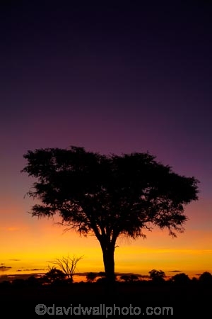 acacia;acacia-tree;acacia-trees;acacias;Africa;African-sunset;African-sunsets;dusk;evening;game-park;game-parks;game-reserve;game-reserves;Hwange-N.P.;Hwange-National-Park;Hwange-NP;national-park;national-parks;Ngweshla-Camp;Ngweshla-Picnic-Area;Ngweshla-Picnic-Site;night;night_time;nightfall;orange;Southern-Africa;sunset;sunsets;tree;trees;twilight;Wankie-Game-Reserve;wildlife-park;wildlife-parks;wildlife-reserve;wildlife-reserves;Zimbabwe