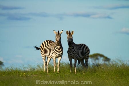 Africa;animal;animals;black-amp;-white;black-and-white;Chapmans-zebra;Chapmans-zebras;Chapmans-zebra;Chapmans-zebras;Equus-quagga;Equus-quagga-chapmani;game-park;game-parks;game-reserve;game-reserves;Hwange-N.P.;Hwange-National-Park;Hwange-NP;mammal;mammals;national-park;national-parks;plains-zebra;plains-zebras;Southern-Africa;Wankie-Game-Reserve;wildlife;wildlife-park;wildlife-parks;wildlife-reserve;wildlife-reserves;zebra;zebras;Zimbabwe