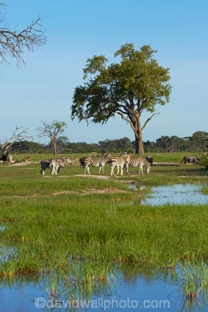 Africa;animal;animals;Chapmans-zebra;Chapmans-zebras;Chapmans-zebra;Chapmans-zebras;Equus-quagga;Equus-quagga-chapmani;game-park;game-parks;game-reserve;game-reserves;herd;herd-of-zebra;herds;Hwange-N.P.;Hwange-National-Park;Hwange-NP;mammal;mammals;national-park;national-parks;plains-zebra;plains-zebras;pond;ponds;Southern-Africa;Wankie-Game-Reserve;water;waterhole;waterholes;wildlife;wildlife-park;wildlife-parks;wildlife-reserve;wildlife-reserves;zebra;zebra-herd;zebra-herds;zebras;Zimbabwe