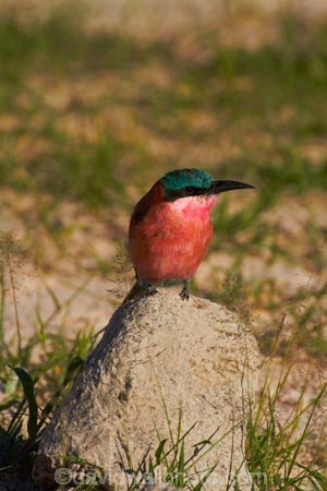 Africa;Animal;animals;avian;bee-eater;bee-eaters;bee_eater;bee_eaters;bird;bird-spotting;bird-watching;bird_watching;birds;carmine;Carmine-Bee-eater;Carmine-Bee-eaters;Carmine-Bee_eater;Carmine-Bee_eaters;eco-tourism;eco_tourism;ecotourism;Fauna;game-park;game-parks;game-reserve;game-reserves;Hwange-N.P.;Hwange-National-Park;Hwange-NP;Merops-nubicoides;national-park;national-parks;Natural;Nature;Ornithology;pink;Southern-Africa;Southern-Carmine-Bee-eater;Southern-Carmine-Bee-eaters;Southern-Carmine-Bee_eater;Southern-Carmine-Bee_eaters;Wankie-Game-Reserve;wild;wildlife;wildlife-park;wildlife-parks;wildlife-reserve;wildlife-reserves;Zimbabwe