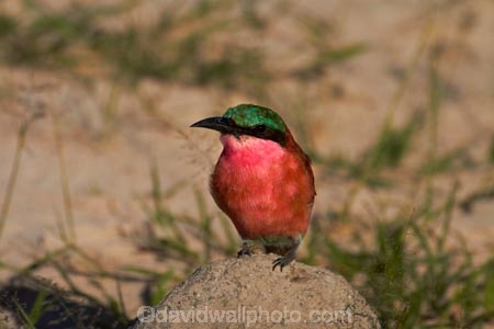Africa;Animal;animals;avian;bee-eater;bee-eaters;bee_eater;bee_eaters;bird;bird-spotting;bird-watching;bird_watching;birds;carmine;Carmine-Bee-eater;Carmine-Bee-eaters;Carmine-Bee_eater;Carmine-Bee_eaters;eco-tourism;eco_tourism;ecotourism;Fauna;game-park;game-parks;game-reserve;game-reserves;Hwange-N.P.;Hwange-National-Park;Hwange-NP;Merops-nubicoides;national-park;national-parks;Natural;Nature;Ornithology;pink;Southern-Africa;Southern-Carmine-Bee-eater;Southern-Carmine-Bee-eaters;Southern-Carmine-Bee_eater;Southern-Carmine-Bee_eaters;Wankie-Game-Reserve;wild;wildlife;wildlife-park;wildlife-parks;wildlife-reserve;wildlife-reserves;Zimbabwe