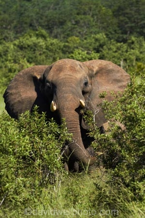 Africa;African-bush-elephant;African-bush-elephants;African-elephant;African-elephants;animal;animals;elephant;elephants;game-park;game-parks;game-reserve;game-reserves;Hwange-N.P.;Hwange-National-Park;Hwange-NP;Loxodonta-africana;mammal;mammals;national-park;national-parks;pachyderm;pachyderms;Southern-Africa;Wankie-Game-Reserve;wildlife;wildlife-park;wildlife-parks;wildlife-reserve;wildlife-reserves;Zimbabwe