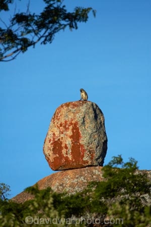 Africa;animal;animals;Big-Cave-Camp;boulder;boulders;Bulawayo;Chlorocebus-pygerythrus;Chlorocebus-pygerythrus-pygerythus;geological;geology;granite;kopje;kopjes;koppie;koppies;mammal;mammals;Matobo-Hills;Matobo-National-Park;Matopos-Hills;monkey;monkeys;primate;primates;rock;rock-formation;rock-formations;rock-outcrop;rock-outcrops;rock-tor;rock-torr;rock-torrs;rock-tors;rocks;Southern-Africa;stone;unusual-natural-feature;unusual-natural-features;Vervet;Vervet-monkey;Vervet-monkeys;Vervets;wildlife;Zimbabwe