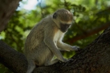 Africa;Chlorocebus-pygerythrus;Chlorocebus-pygerythrus-pygerythus;mammal;mammals;monkey;monkeys;primate;primates;Southern-Africa;V.F.;Vervet;Vervet-monkey;Vervet-monkeys;Vervets;VF;Vic-Falls;Vic.-Falls;Victoria-Falls;Victoria-Falls-Market;wildlife;Zimbabwe