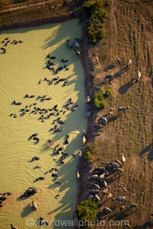 aerial;aerial-image;aerial-images;aerial-photo;aerial-photograph;aerial-photographs;aerial-photography;aerial-photos;aerial-view;aerial-views;aerials;agricultural;agriculture;animals;Asia;Asian-water-buffalo;buffalo;buffalos;Cambodia;country;countryside;dam;dams;dirty-water;domestic-Asian-water-buffalo-Bubalus-bubalis;domestic-water-buffalo;farm;farming;farmland;farms;field;fields;Herbivore;Herbivores;Herbivorous;Indochina-Peninsula;Kampuchea;Kingdom-of-Cambodia;Livestock;mammal;mammals;meadow;meadows;muddy-water;paddock;paddocks;pasture;pastures;rural;Siem-Reap;Siem-Reap-Province;Southeast-Asia;stock;water;Water-buffalo;Water-buffalos