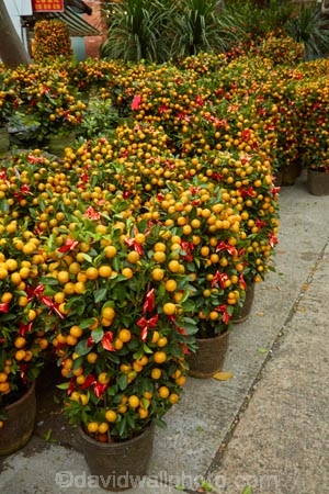 Asia;bush;bushes;China;citrus;citrus-fruit;citrus-tree;citrus-trees;commerce;commercial;flower-market;flower-markets;fruit;fruits;H.K.;HK;Hong-Kong;Hong-Kong-Flower-market;Hong-Kong-Special-Administrative-Region-of-the-Peoples-Republic;Kowloon;Kowloon-Peninsula;market;market-place;market-stall;market-stalls;market_place;marketplace;marketplaces;markets;Mong-Kok;orange;orange-bush;orange-bushes;orange-tree;orange-trees;Peoples-Republic-of-China;plant;plants;retail;retailer;retailers;shop;shopping;shops;stall;stalls;street-market;street-markets;street-scene;street-scenes;tree;trees