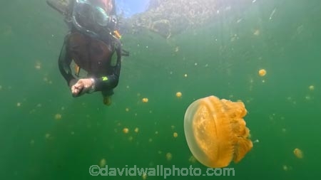 Indonesia;Misool;Raja-Ampat;West-Papua;Southwest-Papua;Misool-Is;Misool-Island;island;islands;outer-archipelago;archipelago;Misool-archipelago;Lenmakana;Lenmakana-Stingless-Jellyfish-Lake;Lenmakana-Jellyfish-Lake;tourism;travel;diving;marine;marine-environment;marine-life;marinelife;oceanlife;scuba-diving;sealife;under-water;under_water;undersea;underwater;underwater-photo;underwater-photography;underwater-photos;Lenmakana-Lake;Stingless-Jellyfish;jellyfish;Lenmakana-Jellyfish-Lake;Moon-jellyfish;Aurelia;Golden-Medusa;Mastigias-papua-cf.-etpisoni;Cassiopea;upside_down-jellyfish;sea-jellies;jellies