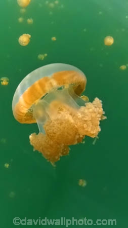 Indonesia;Misool;Raja-Ampat;West-Papua;Southwest-Papua;Misool-Is;Misool-Island;island;islands;outer-archipelago;archipelago;Misool-archipelago;Lenmakana;Lenmakana-Stingless-Jellyfish-Lake;Lenmakana-Jellyfish-Lake;tourism;travel;diving;marine;marine-environment;marine-life;marinelife;oceanlife;scuba-diving;sealife;under-water;under_water;undersea;underwater;underwater-photo;underwater-photography;underwater-photos;Lenmakana-Lake;Stingless-Jellyfish;jellyfish;Lenmakana-Jellyfish-Lake;Moon-jellyfish;Aurelia;Golden-Medusa;Mastigias-papua-cf.-etpisoni;Cassiopea;upside_down-jellyfish;sea-jellies;jellies