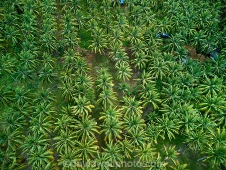 Indonesia;aerial;aerial-photo;aerial-photograph;aerial-photographs;aerial-photography;aerial-photos;aerial-view;aerial-views;aerials;drone-aerial;drone;Java;East-Java;Indonesia;Asia;South-East-Asia;Southeast-Asia;Banyuwangi-Region;Sumberagung;Pancer;Pantai-Lampon;Pancer-Hamlet;Dusun-Pancer;Palm-plantation;Palm;plantation;Palms;plantations;Palm-plantations;tree;trees;palm-tree;palm-trees;green;agriculture;horticulture