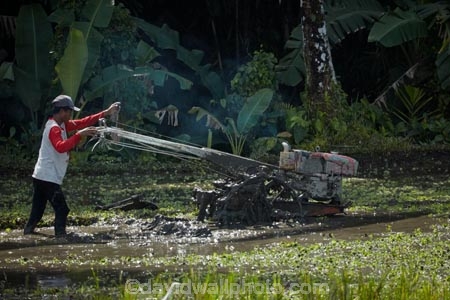 Bali;Indonesia;Southeast-Asia;Asia;Ubud;agricultural;agriculture;Asia;Asian;country;countryside;crop;crops;farm;farming;farmland;farms;female;females;field;fields;hard-work;horticulture;paddock;paddocks;paddy-field;paddy-fields;people;person;rice-field;rice-fields;rice-paddies;rice-paddy;rural;South-East-Asia;Southeast-Asia;worker;workers;digging;plough;ploughing