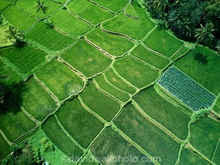 Indonesia;aerial;aerial-photo;aerial-photograph;aerial-photographs;aerial-photography;aerial-photos;aerial-view;aerial-views;aerials;drone-aerial;drone;Ubud;Bali;Tegallalang;Tegallalang-Rice-Terrace;Tegallalang-Rice-Field;Tegallalang-Rice-Terraces;Tegallalang-Rice-Fields;Tegalalang;rice-terrace;rice-terraces;UN-world-heritage-area;UN-world-heritage-site;UNESCO-World-Heritage-area;UNESCO-World-Heritage-Site;united-nations-world-heritage-area;united-nations-world-heritage-site;world-heritage;world-heritage-area;world-heritage-areas;World-Heritage-Park;World-Heritage-site;World-Heritage-Sites;lush;green;verdant