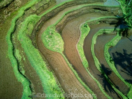 Indonesia;aerial;aerial-photo;aerial-photograph;aerial-photographs;aerial-photography;aerial-photos;aerial-view;aerial-views;aerials;drone-aerial;drone;Ubud;Bali;Tegallalang;Tegallalang-Rice-Terrace;Tegallalang-Rice-Field;Tegallalang-Rice-Terraces;Tegallalang-Rice-Fields;Tegalalang;rice-terrace;rice-terraces;UN-world-heritage-area;UN-world-heritage-site;UNESCO-World-Heritage-area;UNESCO-World-Heritage-Site;united-nations-world-heritage-area;united-nations-world-heritage-site;world-heritage;world-heritage-area;world-heritage-areas;World-Heritage-Park;World-Heritage-site;World-Heritage-Sites;lush;green;verdant