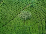 Indonesia;aerial;aerial-photo;aerial-photograph;aerial-photographs;aerial-photography;aerial-photos;aerial-view;aerial-views;aerials;drone-aerial;drone;Wonosari-tea-plantation;Malang;Java;East-Java;Wonosari;tea-plantation;Wonosari-Plantation;tea-plantations;plantation;plantations;tea;tea-farm;Asia;South-East-Asia;Southeast-Asia;farm;farming;horticulture;agriculture;Wonosari-tea;green;verdant;row;rows;terrace;terraces