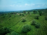 Indonesia;aerial;aerial-photo;aerial-photograph;aerial-photographs;aerial-photography;aerial-photos;aerial-view;aerial-views;aerials;drone-aerial;drone;Wonosari-tea-plantation;Malang;Java;East-Java;Wonosari;tea-plantation;Wonosari-Plantation;tea-plantations;plantation;plantations;tea;tea-farm;Asia;South-East-Asia;Southeast-Asia;farm;farming;horticulture;agriculture;Wonosari-tea;green;verdant;row;rows;terrace;terraces