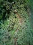 Indonesia;aerial;aerial-photo;aerial-photograph;aerial-photographs;aerial-photography;aerial-photos;aerial-view;aerial-views;aerials;drone-aerial;drone;Java;East-Java;Indonesia;Asia;South-East-Asia;Southeast-Asia;Tumpak-Sewu;Tumpac-Sewu-Falls;Tumpac-Sewu-Waterfall;Tumpac-Sewu;Coban-Sewu;Coban-Sewu-Falls;Coban-Sewu-Waterfall;Coban-Sewu-Waterfalls;Stairs;stairway;stairways;danger;dangerous;Lumajang