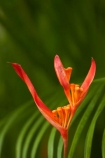 Bali;Indonesia;Southeast-Asia;Asia;Kuta;False-Bird_Of_Paradise;flower;flowers;Heliconia-psittacorum;Heliconia-Psittacorum-Andromeda;Heliconia-Psittacorum_Andromeda;Heliconias;orange;Parakeet-Flower;Parrots-Beak;Parrots-Flower;Parrots-Plantain;Psittacorum_Andromeda;tropical-flower;tropical-flowers;orange-flower;orange-flowers